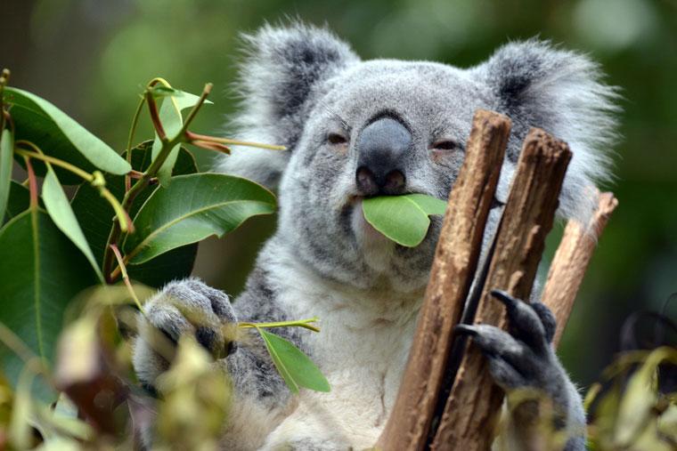Koala in tree at Lone Pine Sanctuary