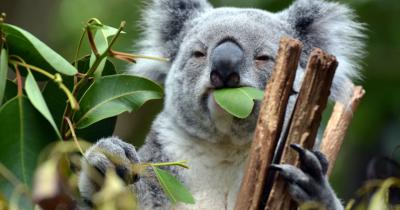 Koala in tree at Lone Pine Sanctuary