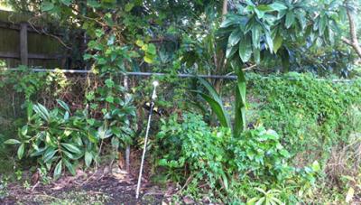 Brisbane leafy backyard